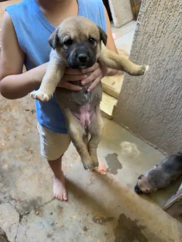 Doa-se filhotes mestiços Meio Husky porte médio 