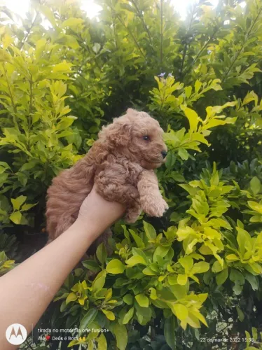 Poodle toy maravilhoso, e doceis, ideal para crianças