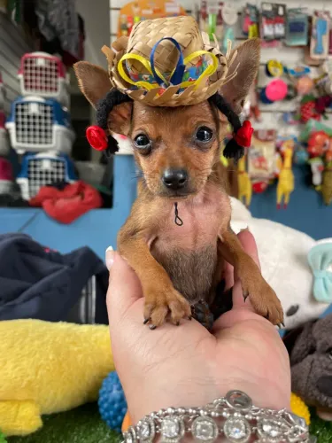 Pinscher macho zero $1.400,00