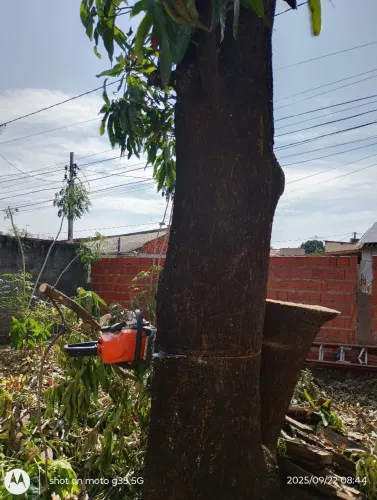 Poda e corte de árvores