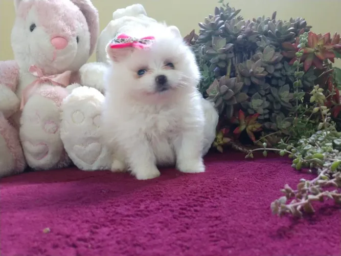 Lulu da pomerania Fêmea - Linda e Brincalhona