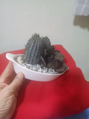 Pote decorativo de Cerâmica com cacto artificial 