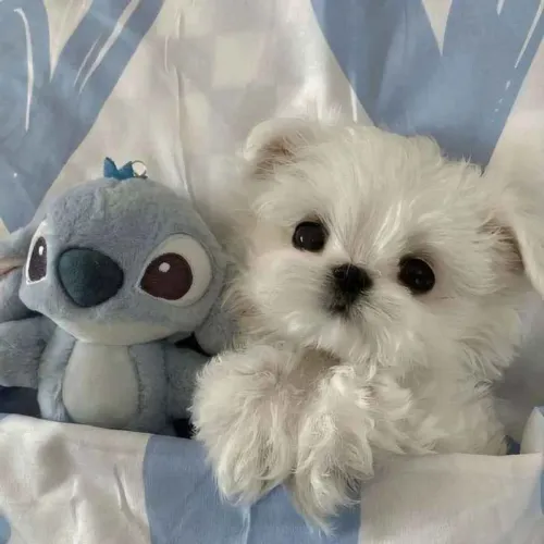 Filhote maltês, Nada como ser recebido com pulinhos e rabinhos abanando!