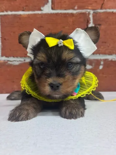 yorkshire mini