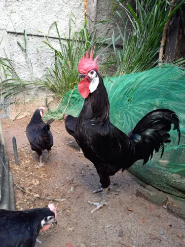 Galinha Cara de Palhaço (ovos galados)