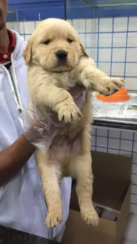 Goldem Retriever porte robusto com 53 dias, fêmea dourada-Dani