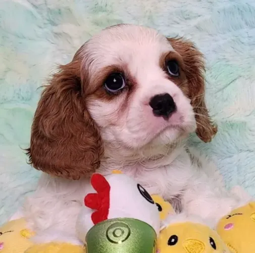 Cavalier King Charles Spaniel: ideal para famílias e ambientes internos