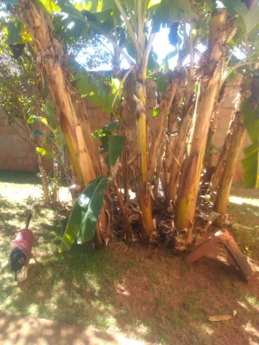 Muda de banana maçã com prata enxerto