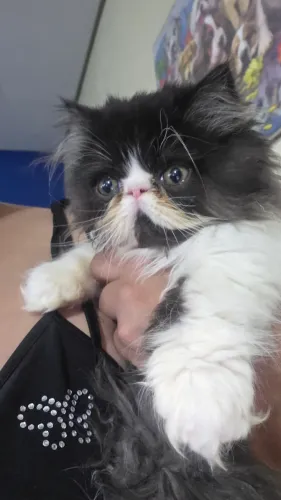 Filhotes de Gatos Persa