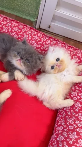 Gato persa