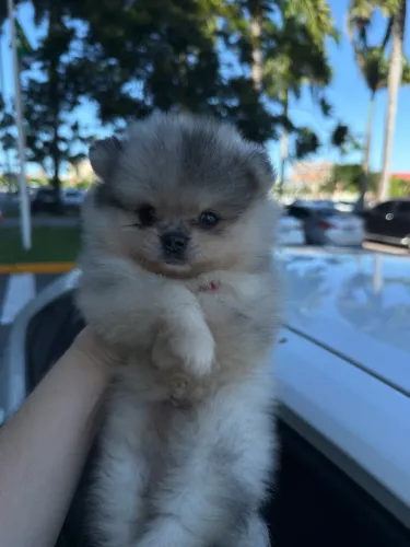 Spitz Alemão 