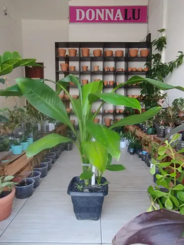 Plantas naturais 