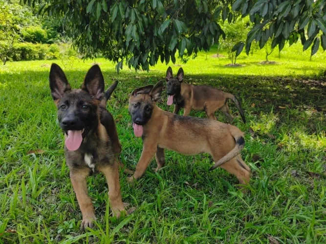 Pastor belga malinois 