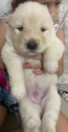 Husky siberiano