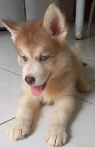 Husky siberiano