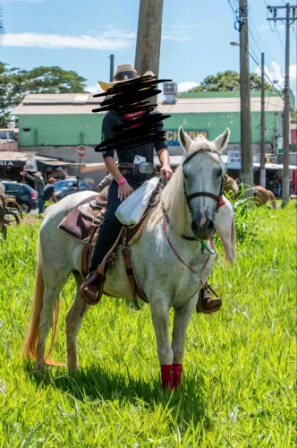 Égua mangalarga mineira 
