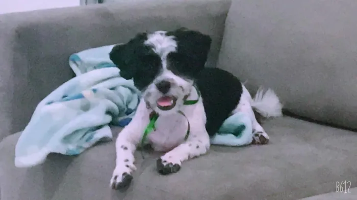 Doação *shih tzu macho!
