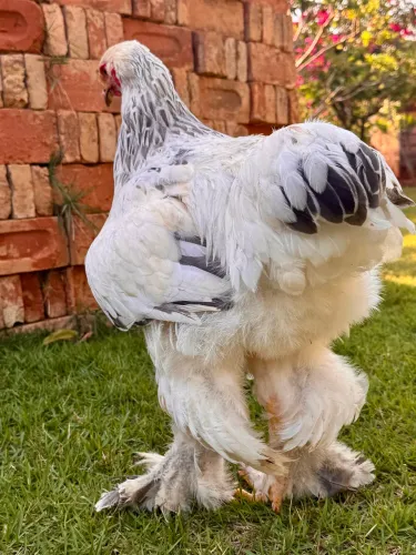 Frango Brahma Light