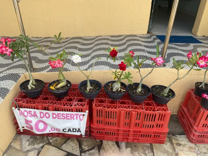 ROSAS DO DESERTO - R$ 30,00 cada