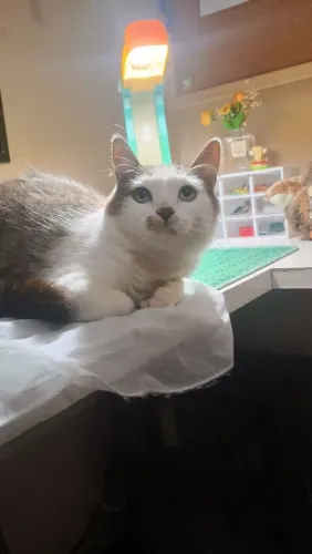 Adote gatinha 