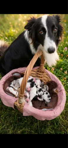 Border collie