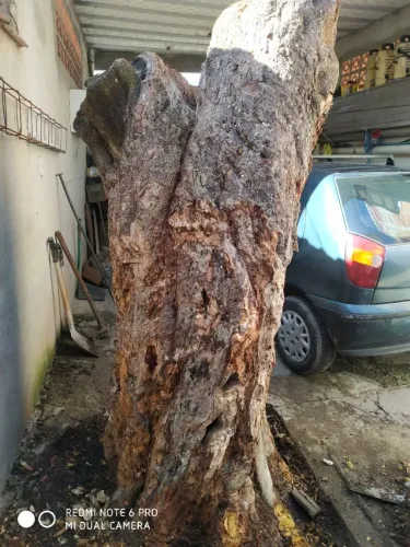 VENDE-SE TRONCO DE JAQUEIRA 