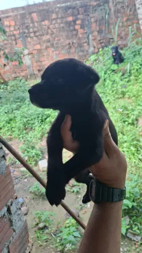 Doação de cães labradores.