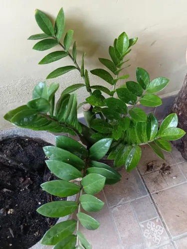 Plantas
