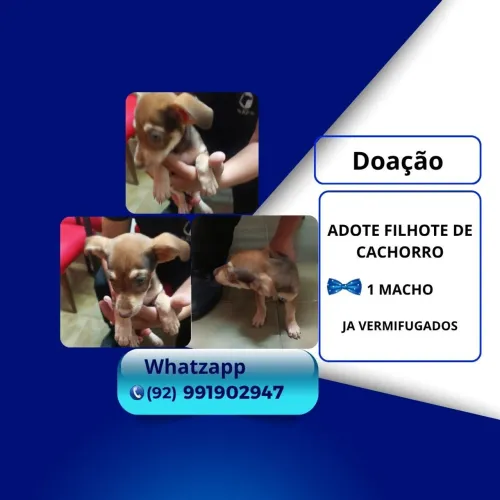 Doação de cachorro