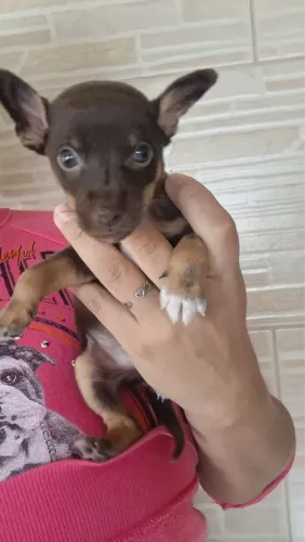Animais