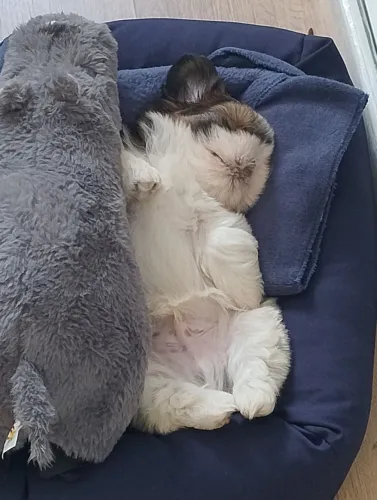 Filhote de Shih Tzu (cerca de 2 meses)
