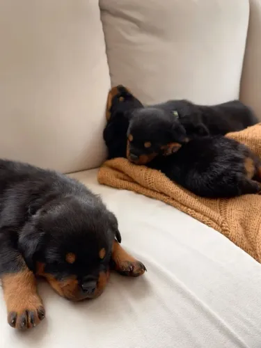 Rottweiler Um filhotinho para transformar carinho em rotina
