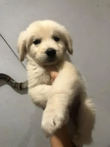 Golden Retriever Filhote - O Melhor Amigo da Família
