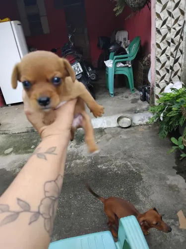Cachorro pincher número 0