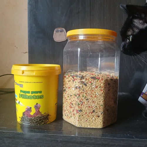 Kit para calopsita