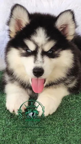 Husky Siberiano wolly