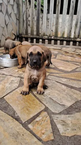 Fila Brasileiro