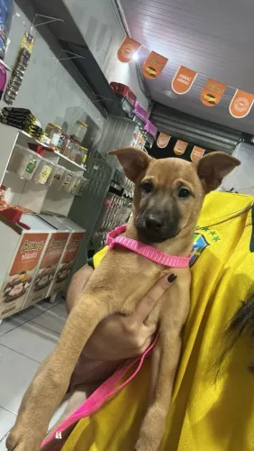 Doação cachorro filhote