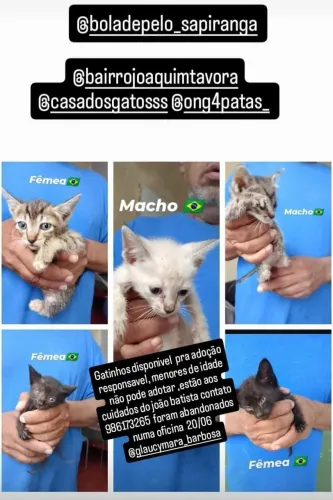 Gatinhos para adoção 