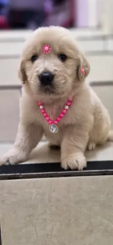 Golden Retriever Filhote Femea em ate 10x sem juros