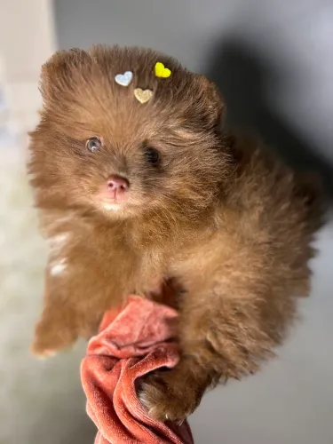 Lulu da pomerania