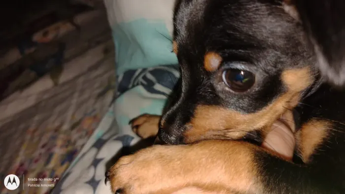 Pinscher fêmea n1