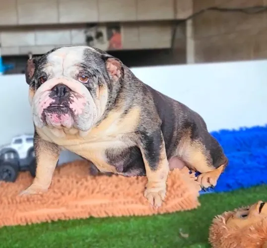 Doação de uma bulldog inglês