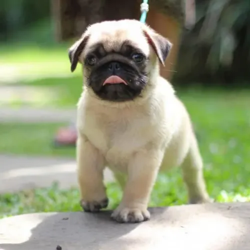 Filhotes de Pug | Uma companhia que vai encantar você!
