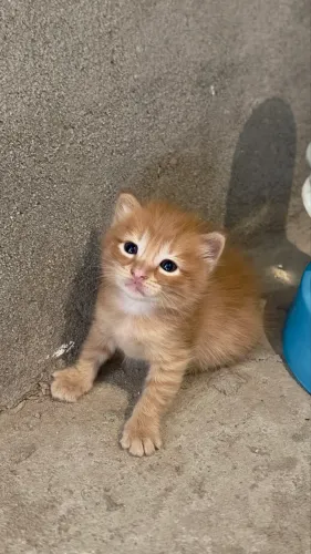 Gatos/adoção !!!