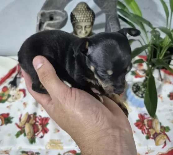 pinscher 