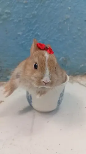 Mini coelho 