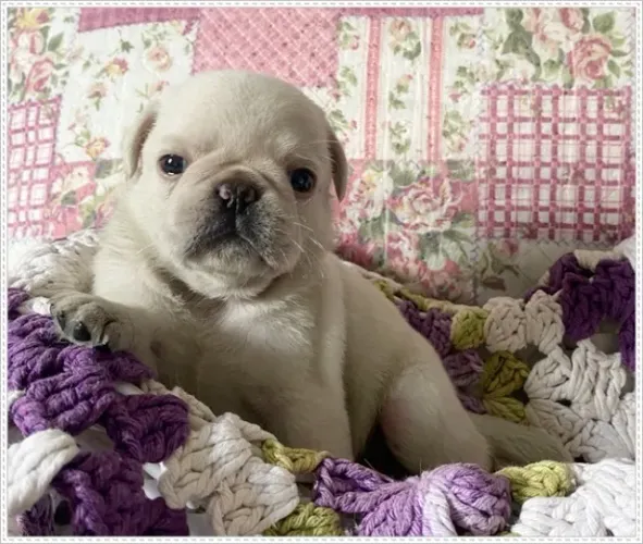 Pug Branca, Fêmea. Com Pedigree. (Não é albina)