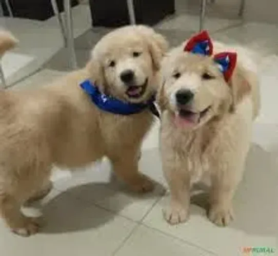 Golden Retriever : Machos e Fêmeas Preços Especiais Alto Padrão