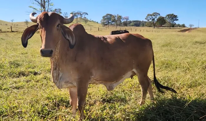 Vaca